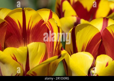 Tulipe 'Helmar' Tulipa Rouge jaune, pétales, tulipes Banque D'Images