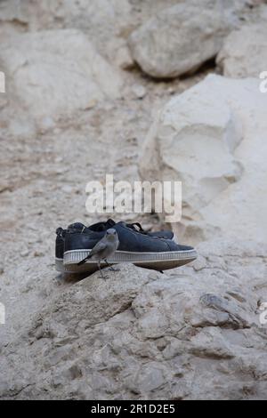 Le sentier humide dans la réserve naturelle d'Ein Gedi, région de la mer Morte en Israël Banque D'Images