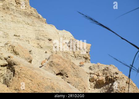 Le sentier humide dans la réserve naturelle d'Ein Gedi, région de la mer Morte en Israël Banque D'Images