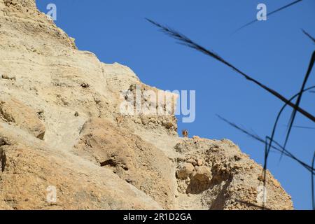 Le sentier humide dans la réserve naturelle d'Ein Gedi, région de la mer Morte en Israël Banque D'Images