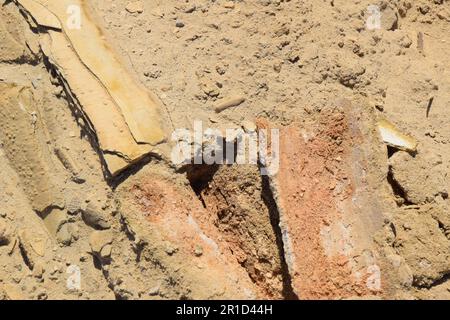 Littoral en retrait et gouffres dangereux - Ein Gedi Beach, Mer Morte en Israël Banque D'Images
