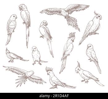 Esquisses de perroquets dessinées à la main Illustration de Vecteur