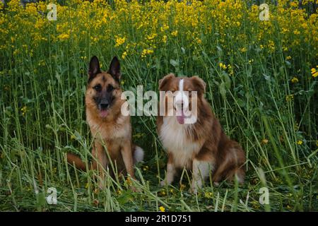 Les magnifiques bergers allemands et australiens sont assis dans le champ de colza et sourient. Charmant chiens de race dans un champ jaune en fleurs au printemps Banque D'Images