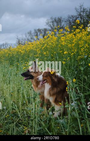 Les magnifiques bergers allemands et australiens sont assis dans le champ de colza et sourient. Charmant chiens de race dans un champ jaune en fleurs au printemps Banque D'Images