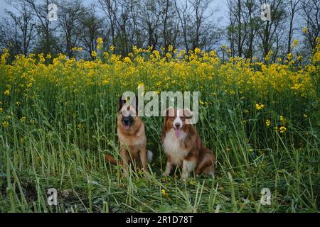 Les magnifiques bergers allemands et australiens sont assis dans le champ de colza et sourient. Charmant chiens de race dans un champ jaune en fleurs au printemps Banque D'Images