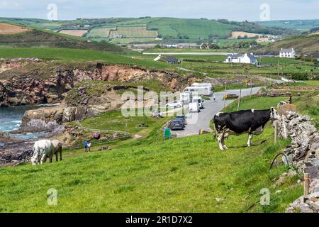 Dunworley Beach, West Cork, Irlande. 13th mai 2023. Les touristes et les habitants de la région ont visité Dunworley Beach aujourd'hui pour profiter au maximum du soleil. Met Éireann a prévu des températures de 20C dans les prochains jours avec un environnement de pluie la semaine prochaine. Crédit : AG News/Alay Live News Banque D'Images