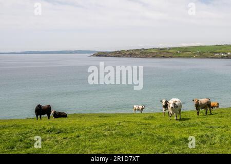 Dunworley Beach, West Cork, Irlande. 13th mai 2023. Les touristes et les habitants de la région ont visité Dunworley Beach aujourd'hui pour profiter au maximum du soleil. Met Éireann a prévu des températures de 20C dans les prochains jours avec un environnement de pluie la semaine prochaine. Crédit : AG News/Alay Live News Banque D'Images