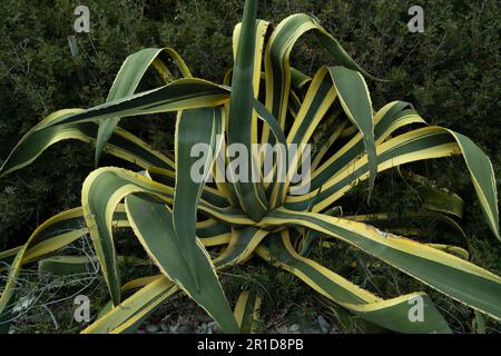 Le Bush d'Agave pousse par la mer sur la plage Banque D'Images