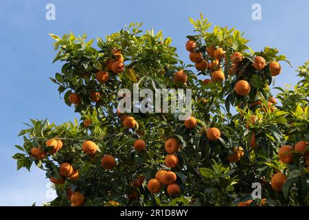 Un grand citrus sain couvert de fruits sur les rives de la mer Egée en Grèce Banque D'Images