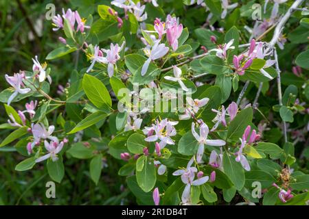 Des branches vertes denses de chèvrefeuille avec des fleurs et des bourgeons roses par une journée ensoleillée. Un effet de miellat dans le jardin. Banque D'Images