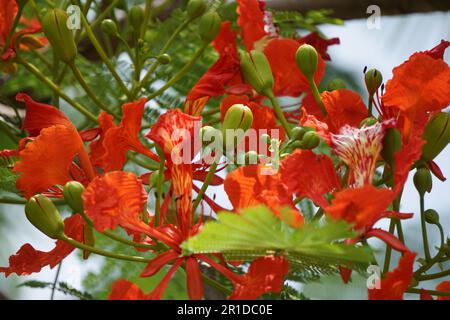 Les fleurs les plus populaires de mai Mara - fleurs rouges Banque D'Images