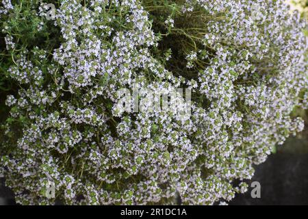 Thyme Bush en fleur Banque D'Images