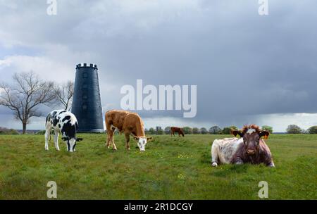 Bétail paître sur un pâturage ouvert flanqué de Black Mill désaffecté, d'arbres et de ciel couvert menaçant la pluie à Beverley, Yorkshire, Royaume-Uni. Banque D'Images