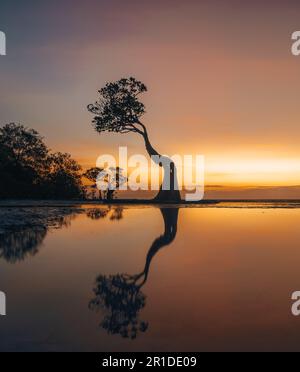 Les mangroves de la plage de Walakiri, île de Sumba, Indonésie pendant le coucher du soleil et marée basse en lumière douce. Appelé arbres de danse. Banque D'Images