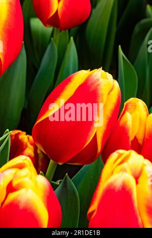 Pays-Bas, Amsterdam. Avril 2023. Parc floral de Keukenhof. Tulipa Gesneriana, fleur rouge et jaune Banque D'Images