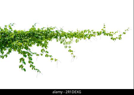 isolats de feuilles de vigne sur fond blanc Banque D'Images