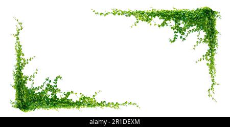 isolats de feuilles de vigne sur fond blanc Banque D'Images