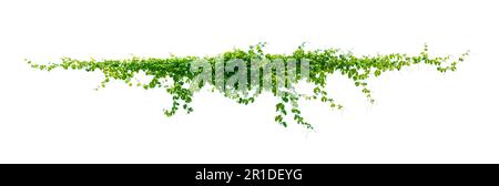 isolats de feuilles de vigne sur fond blanc Banque D'Images