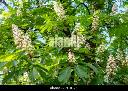 De beaux châtaigniers fleuris dans un parc nichent au lac Balaton Hongrie . Banque D'Images