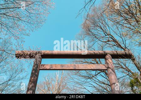 Hokkaido Shrine Torii Gate au parc Maruyama à Sapporo, Hokkaido, Japon Banque D'Images