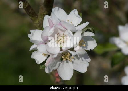 Fleur blanche sur un pommier Discovery (Malus domestica) avec de jeunes feuilles au printemps, Berkshire, mai Banque D'Images