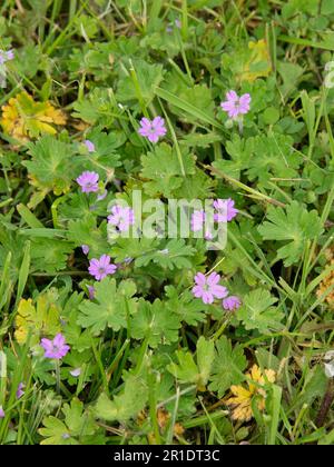 Geranium de pied de grue de colombe (Geranium molle) petites fleurs roses de plante herbacée annuelle courte, Berkshire, mai Banque D'Images