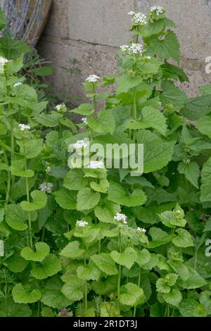 Jack-by-the-hedge, moutarde à l'ail (Alliaria petiolata) plantes biennales herbacées à fleurs blanches sur un sol de déchets, Berkshire, mai Banque D'Images
