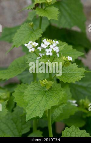 Jack-by-the-hedge, moutarde à l'ail (Alliaria petiolata) plantes biennales herbacées à fleurs blanches sur un sol de déchets, Berkshire, mai Banque D'Images