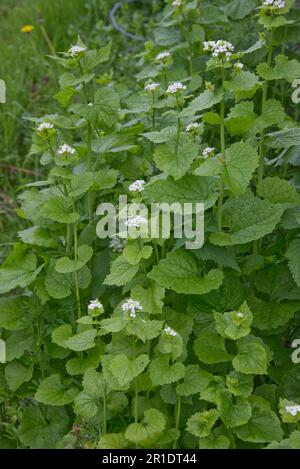 Jack-by-the-hedge, moutarde à l'ail (Alliaria petiolata) plantes biennales herbacées à fleurs blanches sur un sol de déchets, Berkshire, mai Banque D'Images