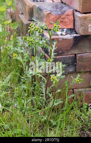 Plante herbacée annuelle à fleurs de l'arachide (Senecio vulgaris) sur les déchets en face de vieilles briques, Berkshire, mai Banque D'Images