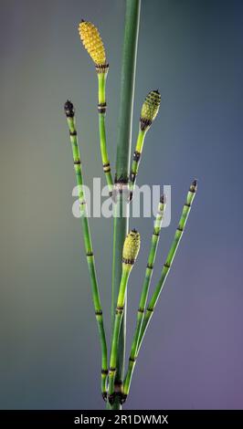 Vue macro des pousses de la mouche à récurer (Equisetum hyemale) au printemps. Les objets ovoïdes sont les corps de fructification formant des spores, ou strobili. Banque D'Images