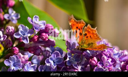 Papillon à virgule brune orange (Polygonia c-album) sipping nectar de la fleur de lilas commun (Syringa vulgaris) gros plan. Banque D'Images