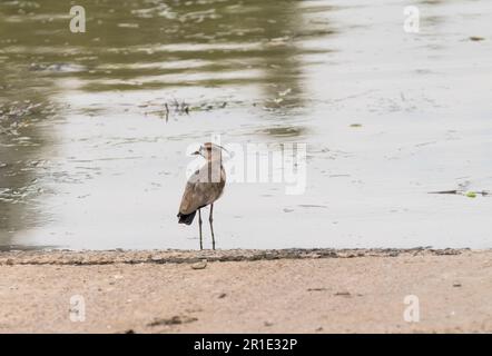 Rive sud du Laponis (Vanellus chilensis) sur la rivière Gamboa au Panama Banque D'Images