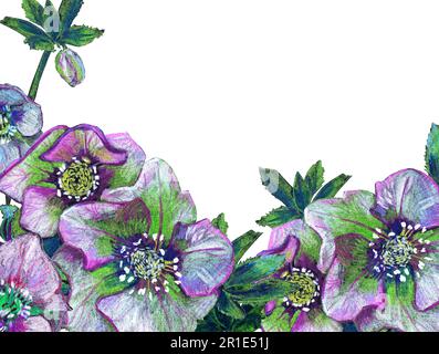 Fleurs hellébore avec des feuilles, des bourgeons et des fleurs. Dessiné à la main avec des crayons de couleur. Utilisez-la comme carte postale. invitation. etc Banque D'Images