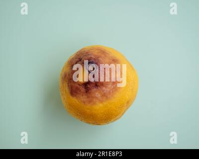 Un citron pourri sur fond vert. Vieux agrumes depuis longtemps après la date limite de vente. Stade de décomposition avec décoloration et texture douce. Mauvaise qualité de Banque D'Images