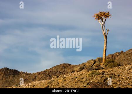 Un seul arbre de quiver solitaire, Aloidendron Dichotomum, dans le Parc National de Richtersveld en Afrique du Sud. Banque D'Images