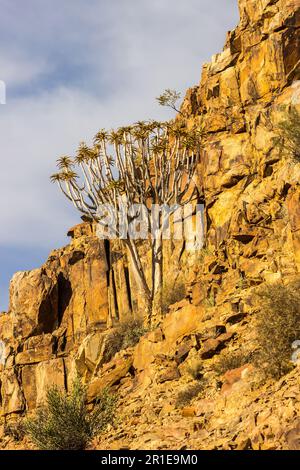 Un grand arbre de quiver, Aloidendron dichotomum, qui grandit à côté d'une falaise dans le désert montagneux du parc national de Richtersveld en Afrique du Sud Banque D'Images