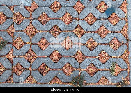 Gros plan des chemins de randonnée de blocs de béton avec de belles petites feuilles tombées dans le jardin Banque D'Images