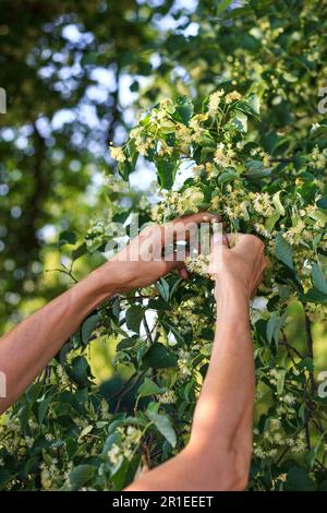 Herboriste cueillant des fleurs et des feuilles de tilleul. Récolte de plantes pour la médecine alternative Banque D'Images
