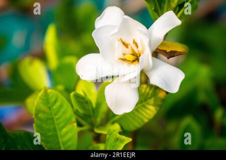 Belle fleur blanche avec fond de feuilles vertes. Gardenia jasminoides (Cap jasmin) comme décoration de jardin. Gros plan Banque D'Images