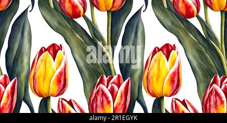 Illustration tulipe aquarelle tulipes fond blanc motif sans couture Banque D'Images