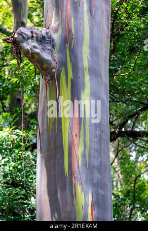 Tronc d'arbre d'un arbre de Gum arc-en-ciel d'eucalyptus présentant les couleurs uniques de l'écorce. Hawaï. Banque D'Images