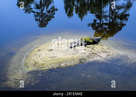 Grand alligator se posant sur la petite île dans l'étang au soleil Banque D'Images