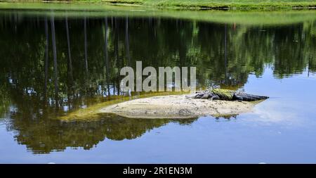 Grand alligator se posant sur la petite île dans l'étang au soleil Banque D'Images