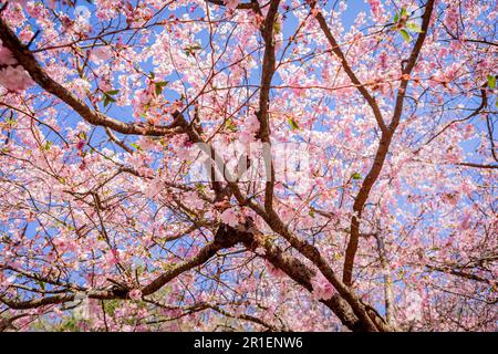 Fleur de printemps de la ruelle des cerisiers au cimetière de Bispegjerg à Copenhague, au Danemark Banque D'Images