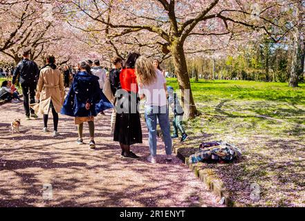 Personnes visitant la fleur de printemps des cerisiers au cimetière de Bispegjerg à Copenhague, Danemark Banque D'Images