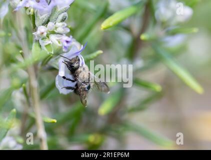 Mason Bee pollinisant une fleur de romarin (Osmia Lignaria on Salvia rosmarinus) Banque D'Images