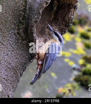 Un Nuthatch au trou de nid à Gloucestershire Royaume-Uni Banque D'Images