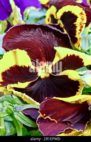 Gros plan de fleurs de pansy colorées à vendre au printemps. Banque D'Images