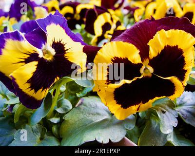 Gros plan de fleurs de pansy colorées à vendre au printemps. Banque D'Images